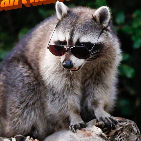IM